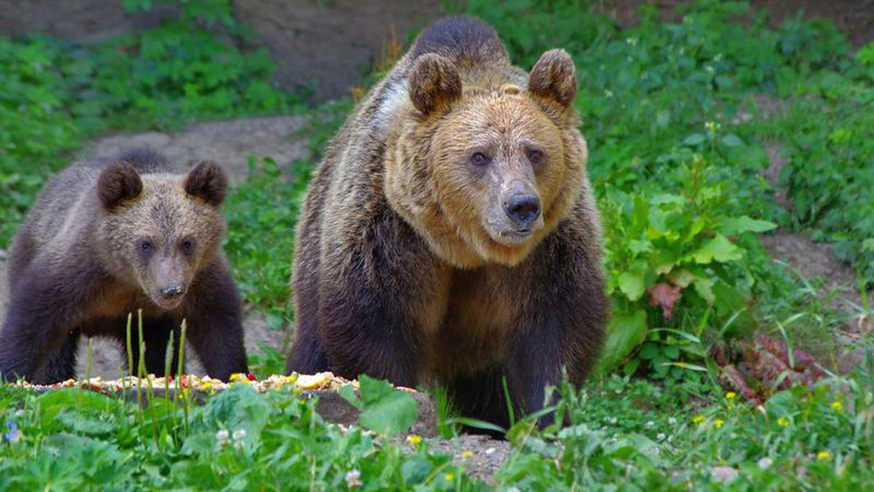 Urs zărit lângă Bucureşti, în apropierea localităţii Ţâncăbeşti. Este a doua oară în cinci zile